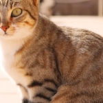 Cleocatra слот-игра с египетской кошкой обманывает игроков