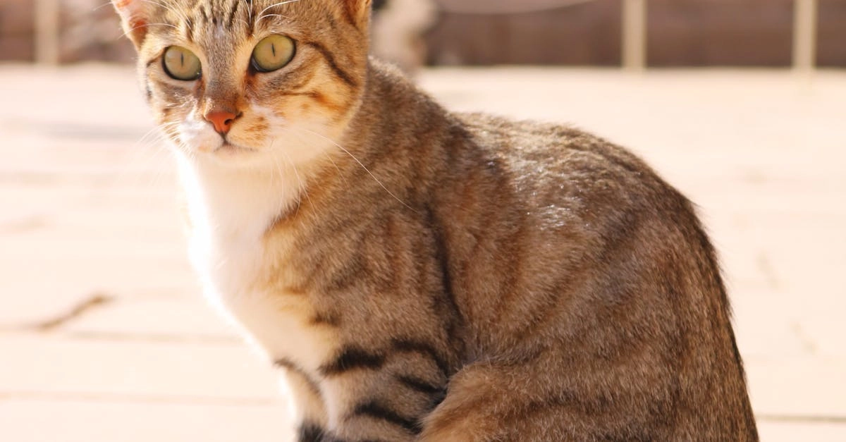 Cleocatra слот-игра с египетской кошкой обманывает игроков